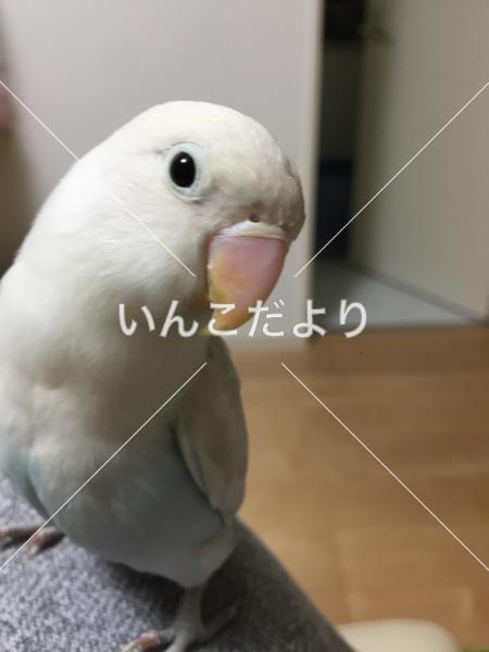 迷い鳥の写真