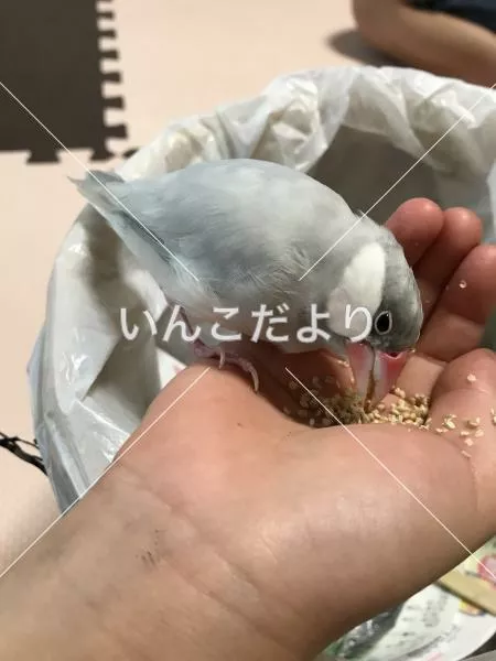 保護鳥の写真