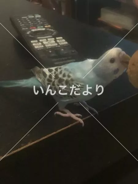 迷い鳥の写真