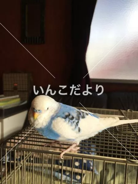 保護鳥の写真
