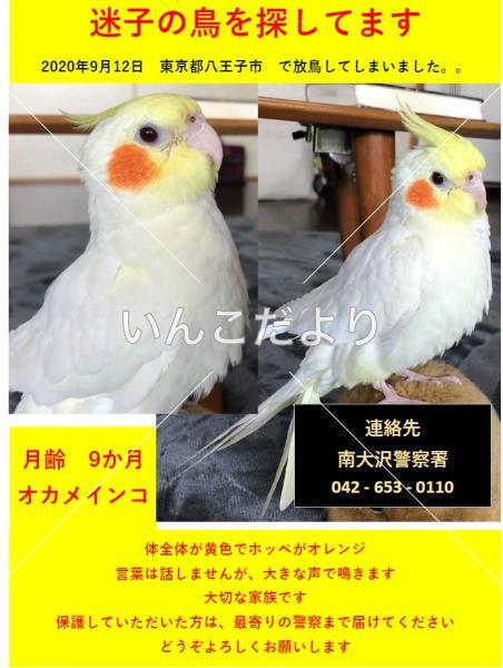 迷い鳥の写真