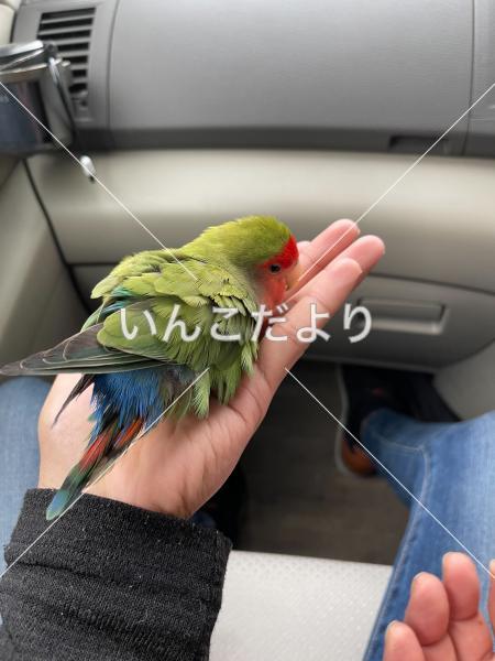 保護鳥の写真