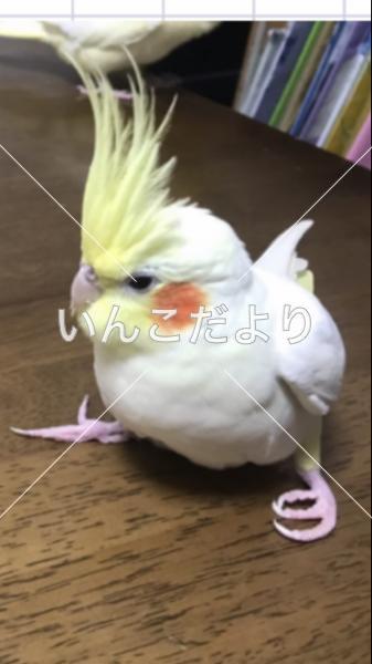 迷い鳥の写真