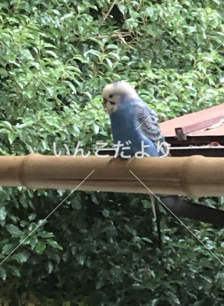 保護鳥の写真