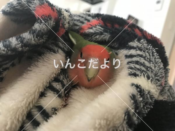 迷い鳥の写真