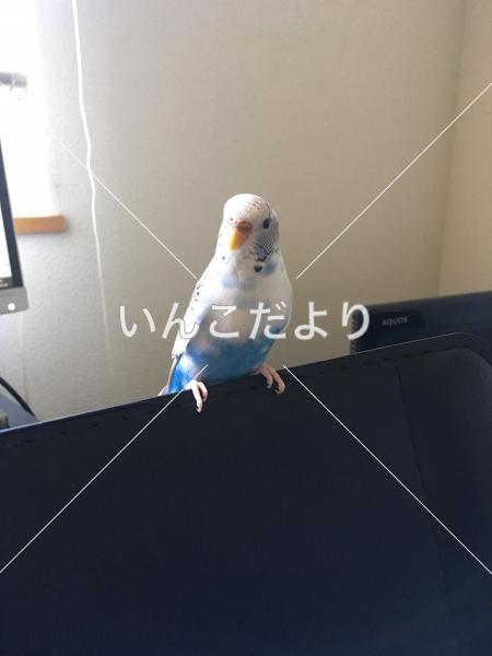 迷い鳥の写真