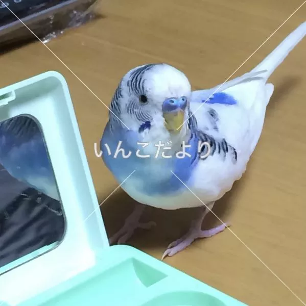 迷い鳥の写真