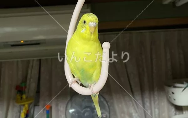 迷い鳥の写真