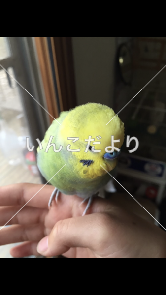 迷い鳥の写真