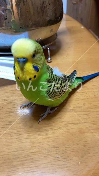 迷い鳥の写真