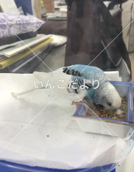 保護鳥の写真