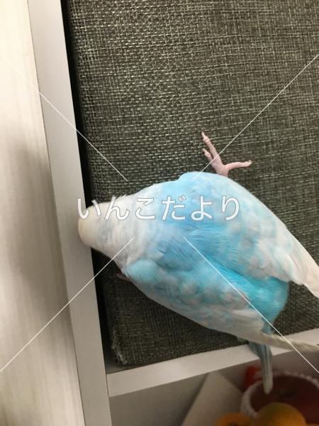 迷い鳥の写真