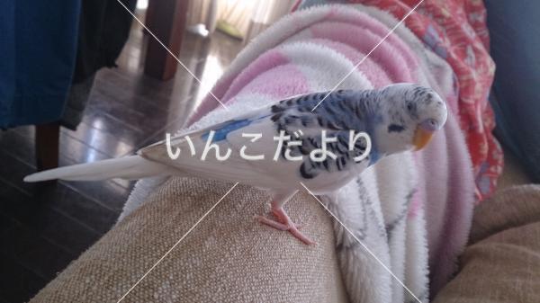 迷い鳥の写真