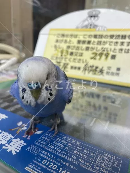保護鳥の写真