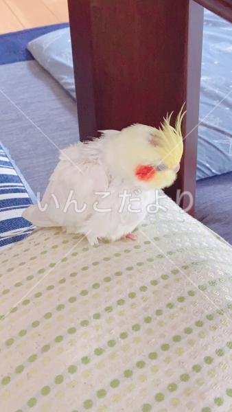 迷い鳥の写真