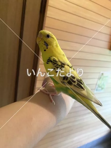 保護鳥の写真