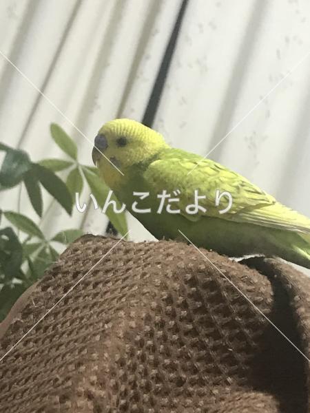 迷い鳥の写真