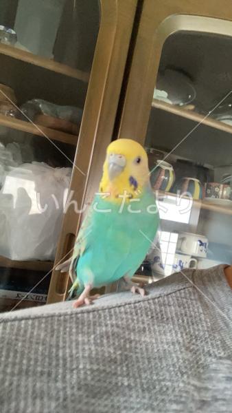 迷い鳥の写真