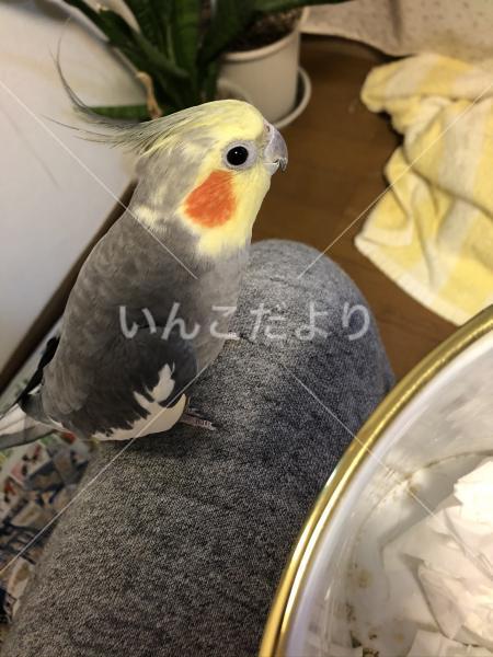 迷い鳥の写真
