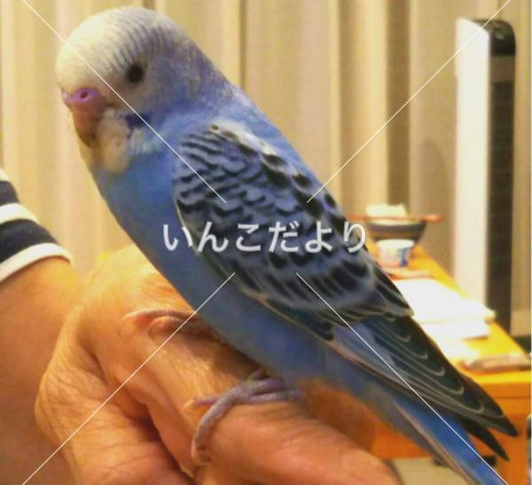 迷い鳥の写真