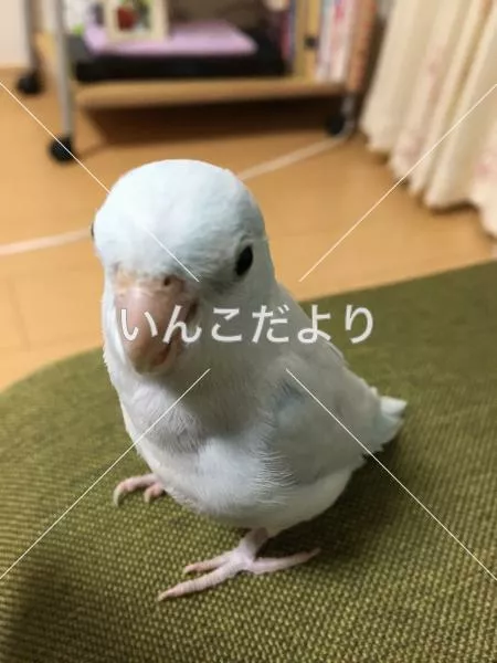 迷い鳥の写真