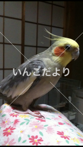 迷い鳥の写真