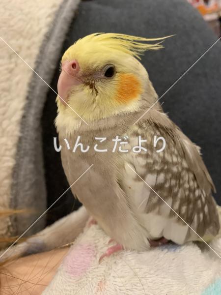 迷い鳥の写真