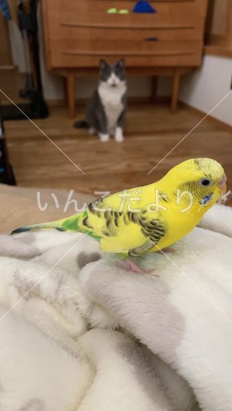 迷い鳥の写真