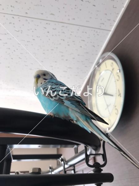 保護鳥の写真