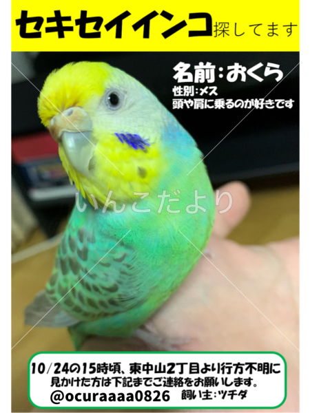 迷い鳥の写真