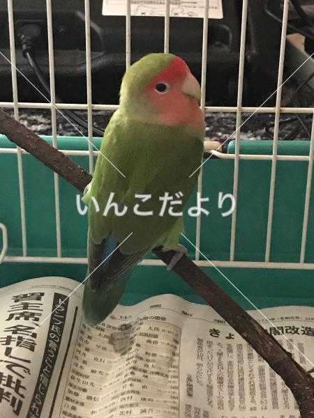 保護鳥の写真