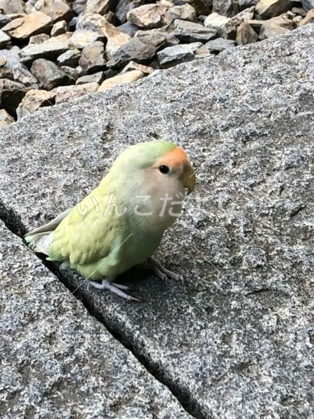 保護鳥の写真