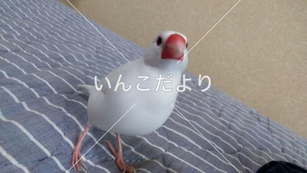 迷い鳥の写真