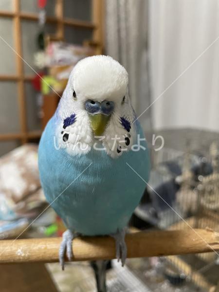 迷い鳥の写真
