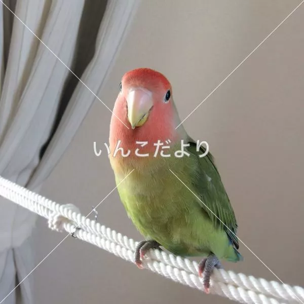 迷い鳥の写真