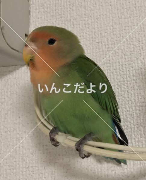 迷い鳥の写真