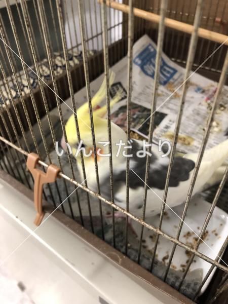 保護鳥の写真
