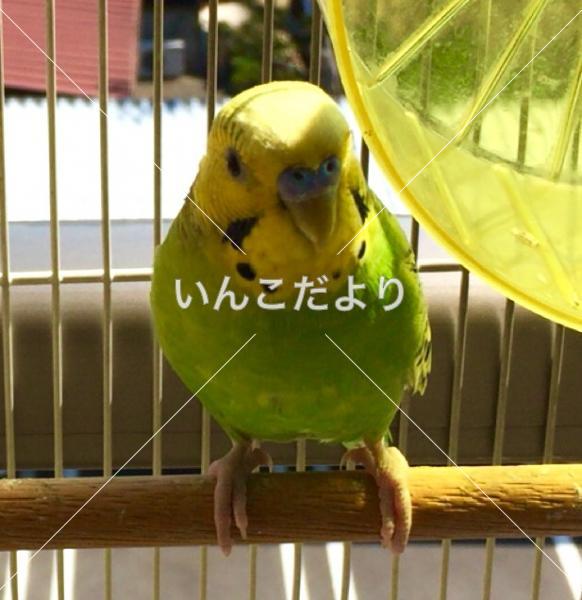 迷い鳥の写真