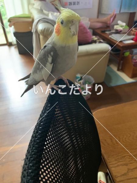 迷い鳥の写真