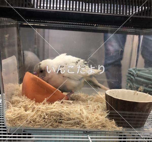 保護鳥の写真