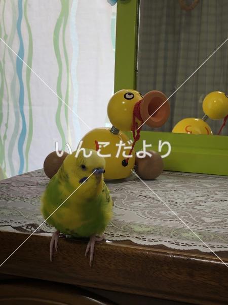 迷い鳥の写真