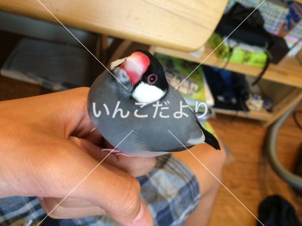 迷い鳥の写真