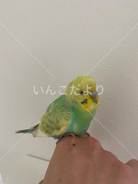 保護鳥の写真