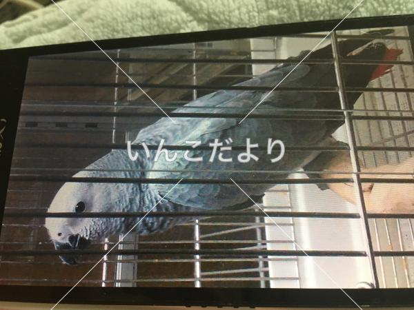 迷い鳥の写真