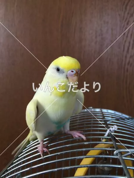 迷い鳥の写真