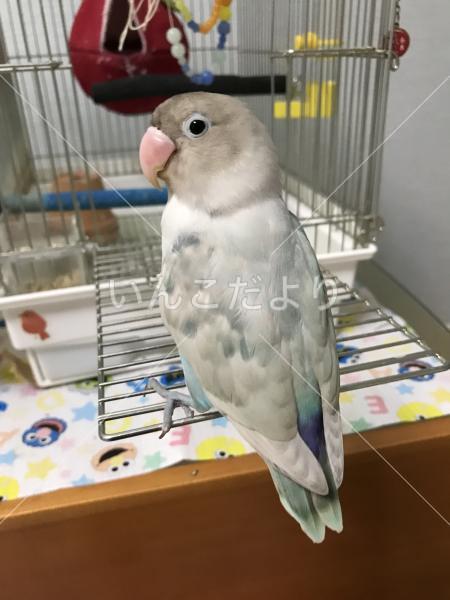 迷い鳥の写真