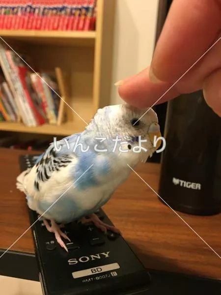 迷い鳥の写真