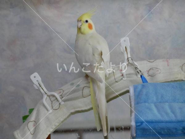 迷い鳥の写真