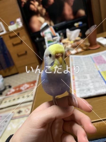迷い鳥の写真