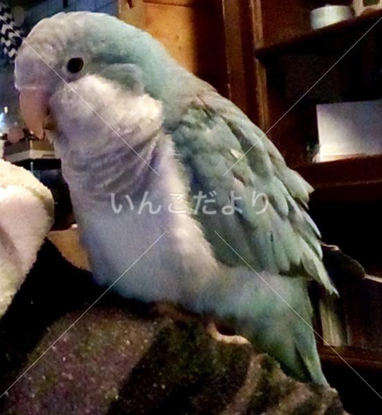 迷い鳥の写真